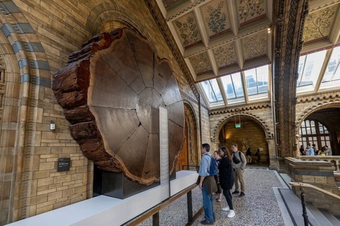 Cross section