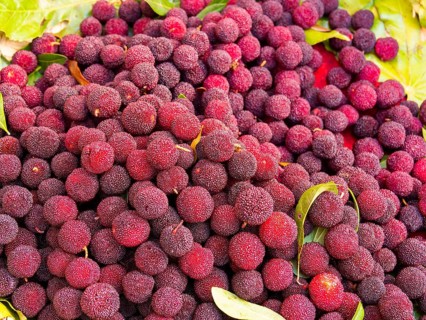 Myrica Rubra or Poplar Plum