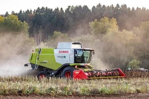 Harvesting sunflowers