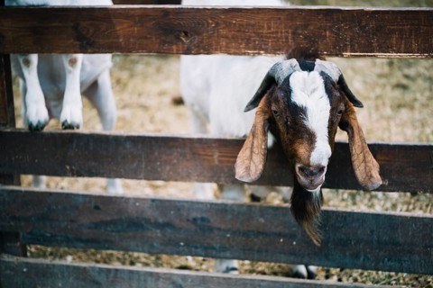 Close up goat peeks out from wooden fence farm