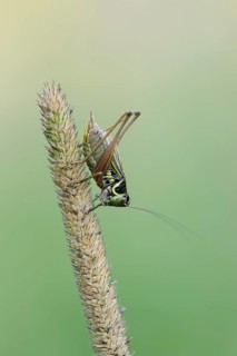 Roesel's bush-cricket