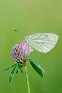 Green-veined white