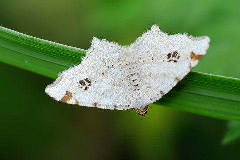Peacock moth