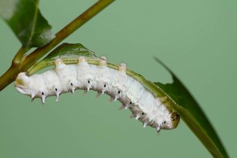 Ailanthus silkmoth