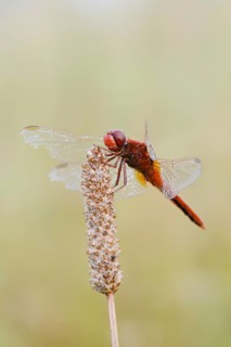 Scarlet dragonfly