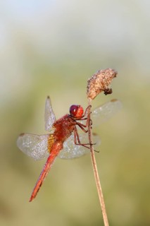 Scarlet dragonfly