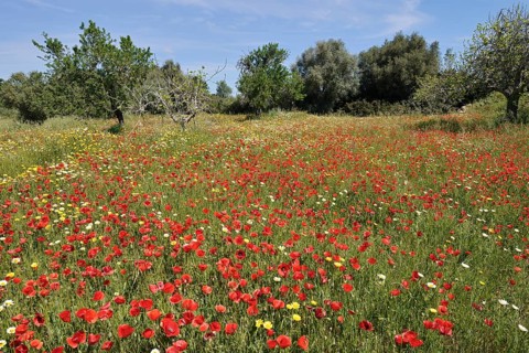 Flowering meadow with poppy flowers