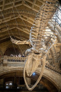 Blue whale skeleton