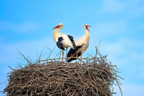 White storks