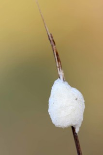 Braconid wasp