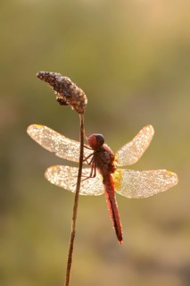 Scarlet dragonfly