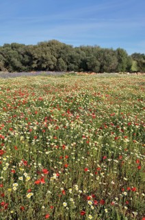 Flowering meadow with poppy flowers