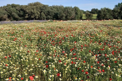 Flowering meadow with poppy flowers
