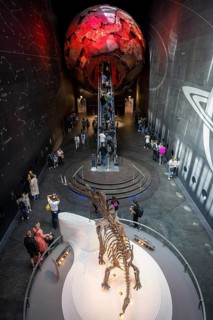 Skeleton of a Stegosaurus dinosaur