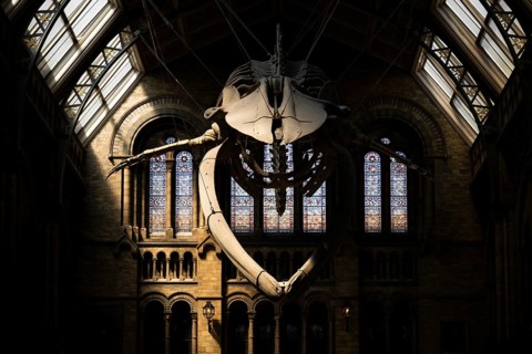 Blue whale skeleton