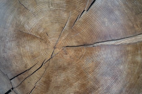 Cross-section through a tree trunk with annual rings