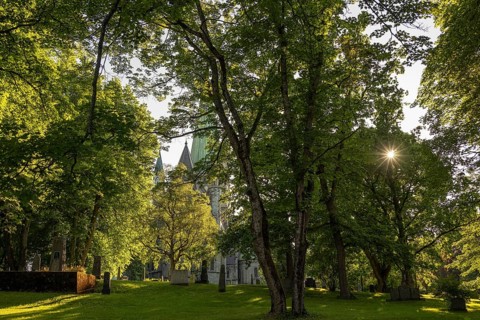 Domkirkegården