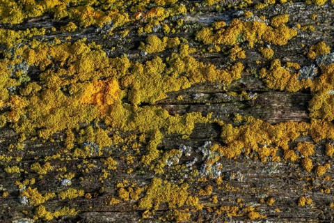 Lichen on driftwood log