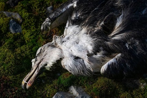 Dead Herring Gull