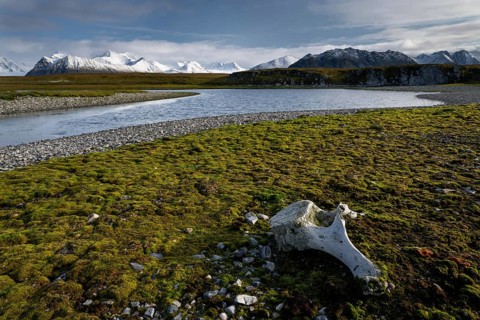Whalebone