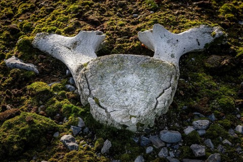 Whalebones