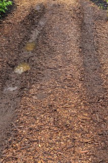 Tire tracks left behind by vehicle in muddy road covered with brown wood chips
