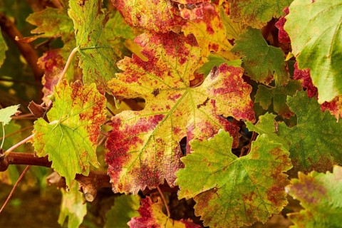 Macro
