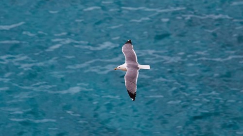 Seagull in flight