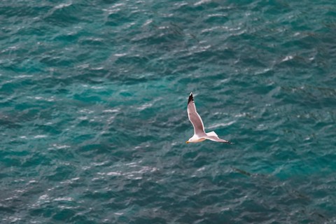 Seagull in flight