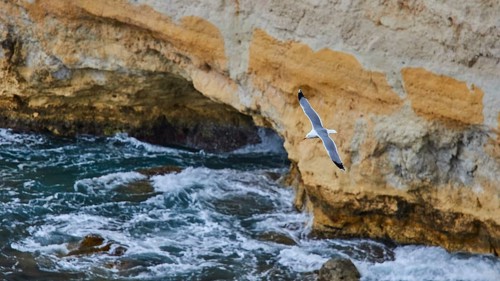 Seagull in flight