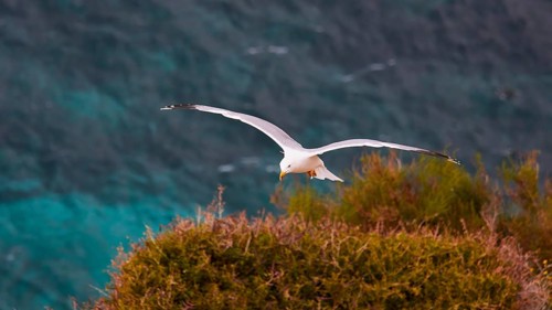 Seagull in flight