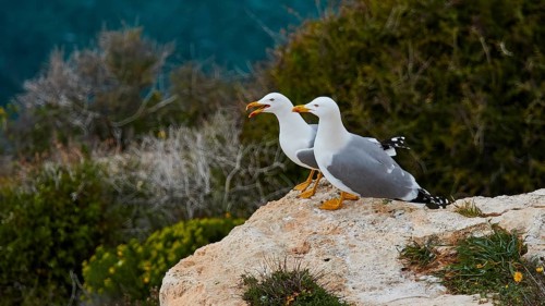 Two seagulls