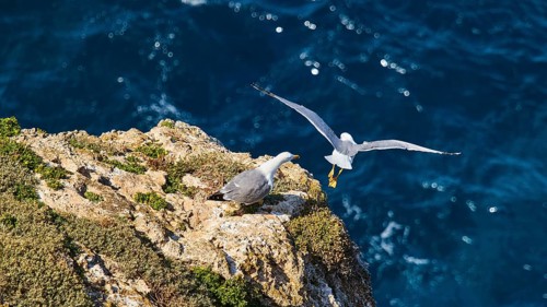 Seagull sitting on rocks