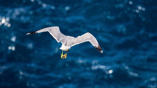 Seagull in flight from behind