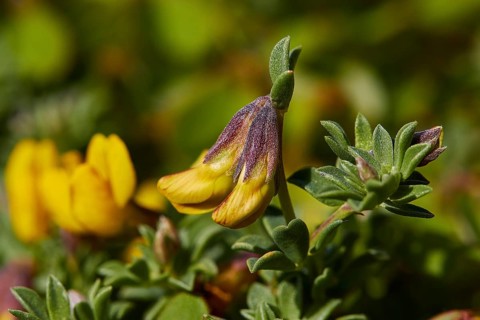 Macro