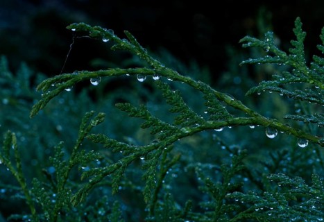 Thuja Tree of Life