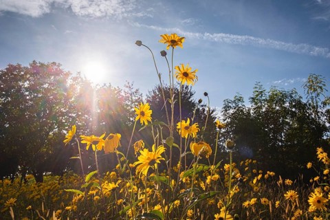 Flowering helianthus salicifolius