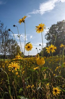 Flowering helianthus salicifolius