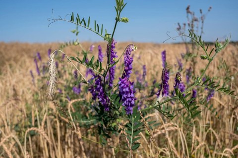Fair-leaved vetch