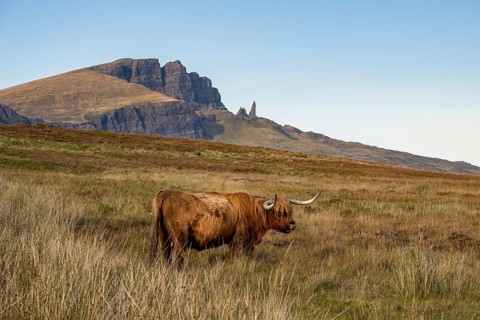 Scottish Highland Cattle