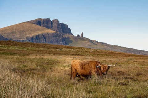 Scottish Highland Cattle