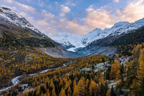 Autumn larch forest in front of Morteratsch glacier