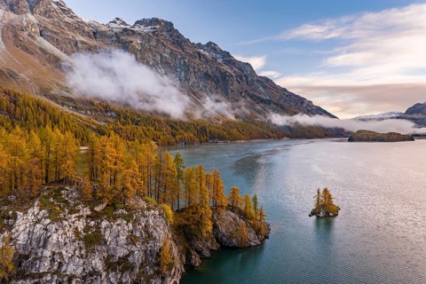 Autumn larch forest with Lake Sils with island