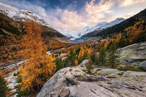 Autumn larch forest in front of Morteratsch glacier