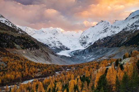 Autumn larch forest in front of Morteratsch glacier