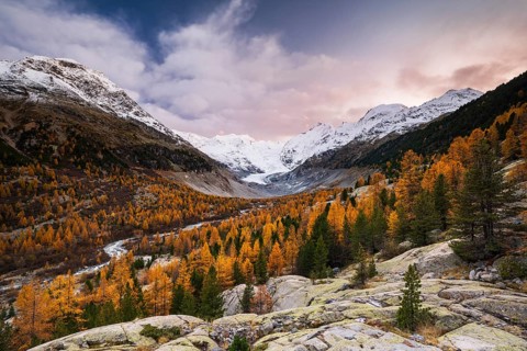 Autumn larch forest in front of Morteratsch glacier