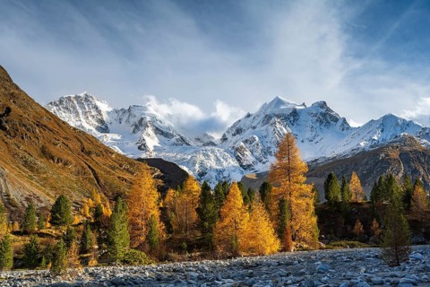 Golden larches in front of snow-covered mountains