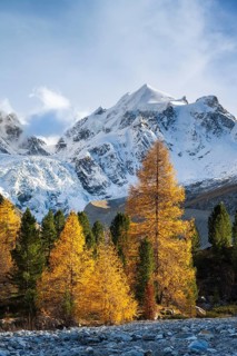 Golden larches in front of snow-covered mountains