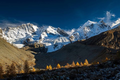 Golden larches in front of snow-covered mountains
