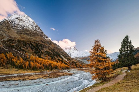 Golden larches